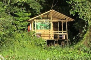 Percorsi nella giungla